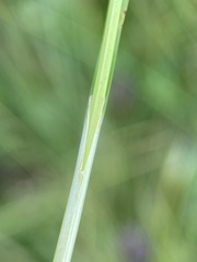 Carex illota