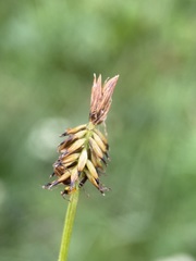 Carex nigricans