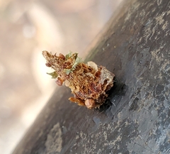 Psychidae
