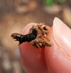 Psychidae