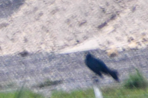 Quiscalus major image