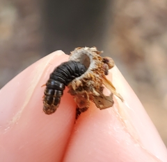 Psychidae