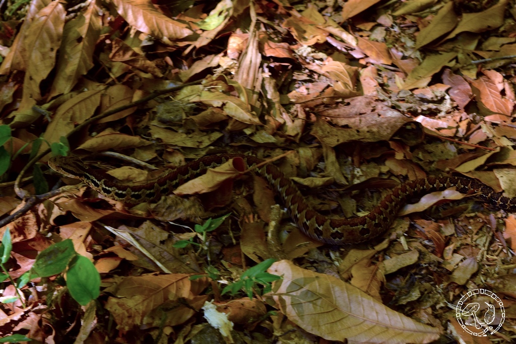 Godman's Montane Pit Viper
