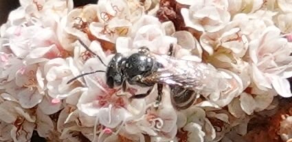 photo of Tripartite Sweat Bee (Halictus tripartitus)