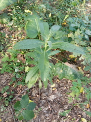Cirsium arvense vestitum