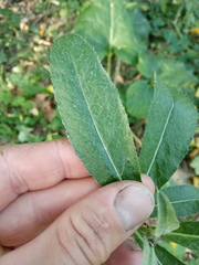 Cirsium arvense vestitum