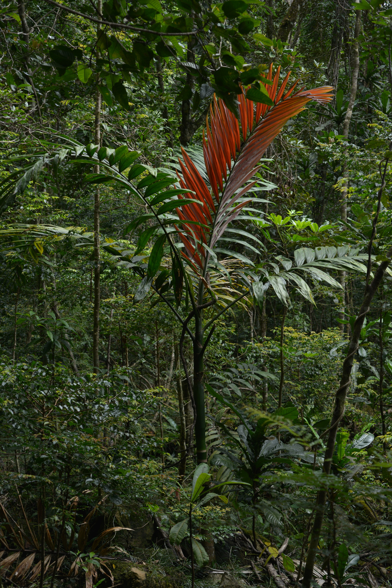 Imagem de Palmeira-de-lord-howe