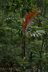 Chambeyronia macrocarpa