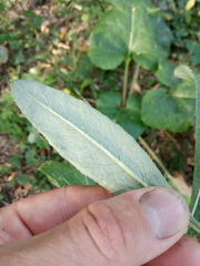 Cirsium arvense vestitum