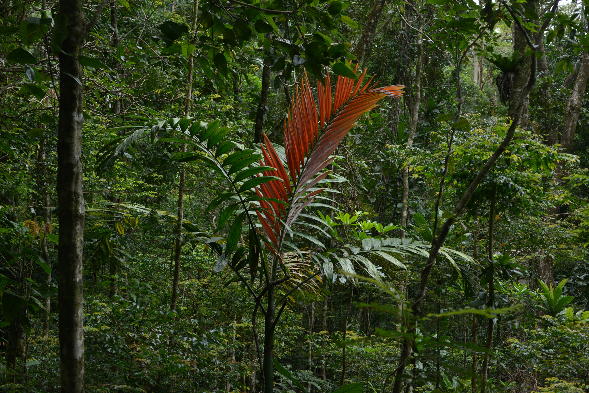 Imagem de Palmeira-de-lord-howe