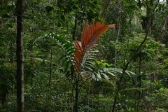 Chambeyronia macrocarpa