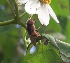 Copestylum chalybescens