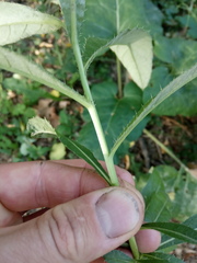 Cirsium arvense vestitum