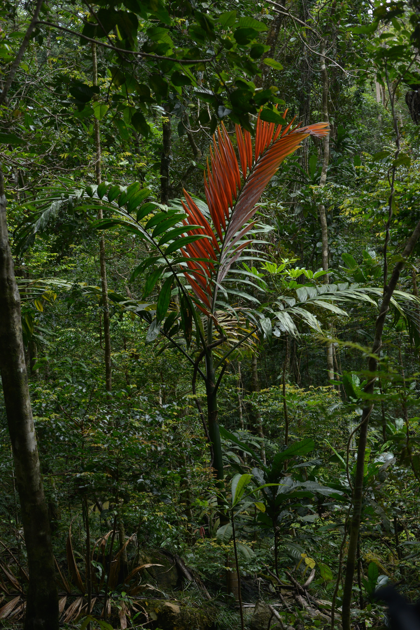 Imagem de Palmeira-de-lord-howe