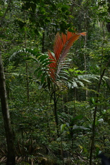 Chambeyronia macrocarpa