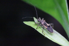 Acanthaspis westermanni