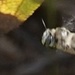 photo of Urbane Digger Bee (Anthophora urbana)
