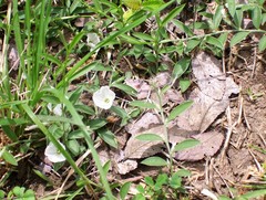 Evolvulus sericeus