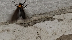 Cisseps fulvicollis