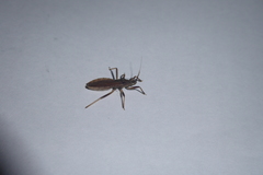 Lisarda rhypara