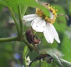 Copestylum chalybescens