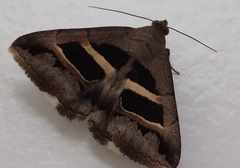 Grammodes geometrica