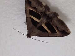 Grammodes geometrica