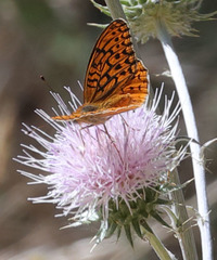 Speyeria adiaste