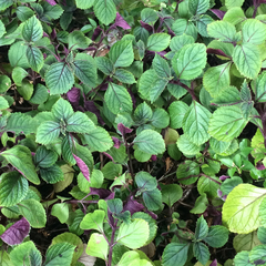 Plectranthus ciliatus
