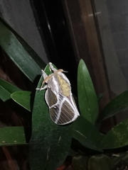 Syssphinx albolineata