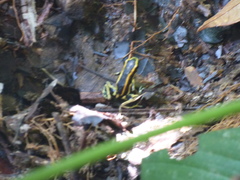 Dendrobates truncatus