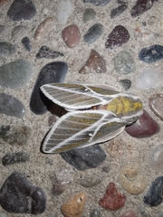 Syssphinx albolineata