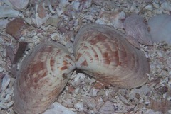 Tivela compressa