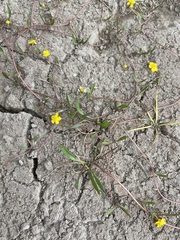 Ranunculus flammula ovalis