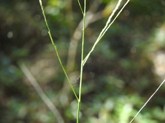 Ottochloa nodosa