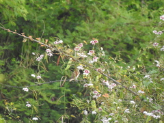 Oxystelma esculentum