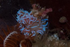 Phyllodesmium horridum