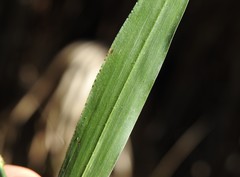 Ottochloa nodosa