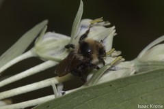 Bombus insularis