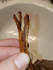 Cortinarius smithii