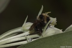 Bombus insularis