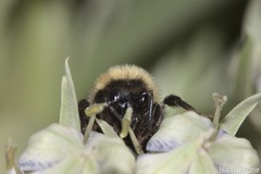 Bombus insularis