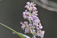 Buddleja salviifolia