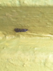 Trichoptera