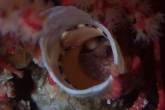 Thylacodes natalensis