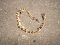 Crotalus tzabcan