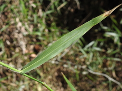 Ottochloa nodosa