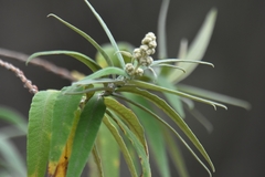 Buddleja salviifolia