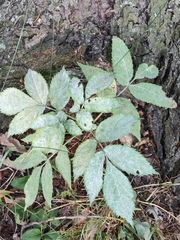 Erysiphe vanbruntiana