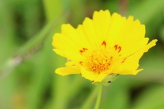 Coreopsis nuecensis